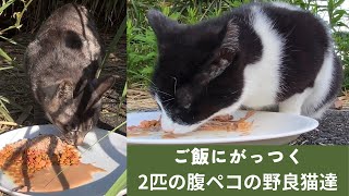 2匹の野良猫達が別々にご飯を食べる