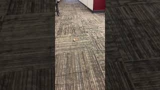 Celebrity Coding a Sphero Mini to Make an Equilateral Triangle Profile