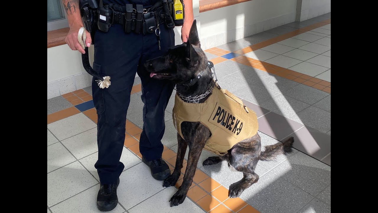 Rochester Police Department K9 Receives Donated Body Armor Youtube