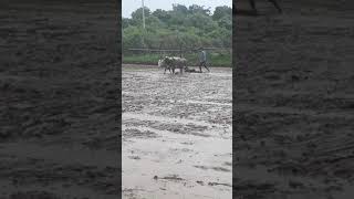 Hal chalata Hua Kisan