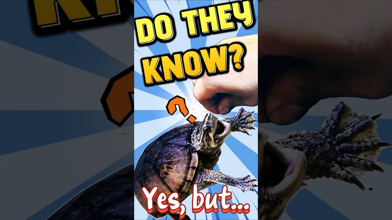 Stinkpot Turtle Personality: Do They Recognize Their Owners?