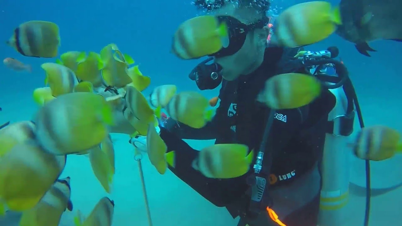 Diving in Puerto Galera, Philippines YouTube