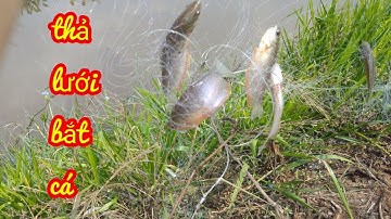 "giăng lưới BẮT CÁ SẶC TRÊN RUỘNG LÚA" cảnh đẹp miền tây"phương Mỹ điền vlog