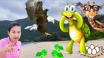 Changcady phát hiện con rùa đẻ trứng, thả rùa con về biển, chơi cùng các con vật: con tôm, con cá