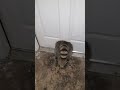 Raccoon stuck in cat door