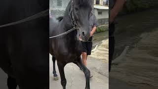 Download Mp3 KUDA RENGGONG VIRAL #horse #viralvideo  #horse  #animals Gudang lagu Download Mp3 KUDA RENGGONG VIRAL #horse #viralvideo  #horse  #animals