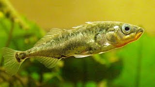 Facts: The Stickleback