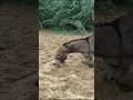 gadha#donkeys#virals#shorts