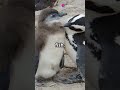 Shy Penguin Goes on a Date… And Literally Melts. #animals #animalfriends