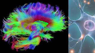 Neurônios: estrutura e funções  Fisiologia Humana