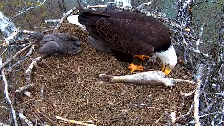 Ep#149 #baldeagle | Review mother bird brings food to feed her chicks | bird nest with nature life