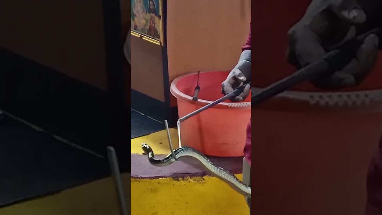 Irular Snake Catchers Co - Operative Society | Chennai ECR 