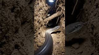 Snake POV: Inside a Secret Underground Nest 😳🐍 (Real Footage?)”