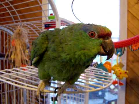 Festive Amazon "Charlie"