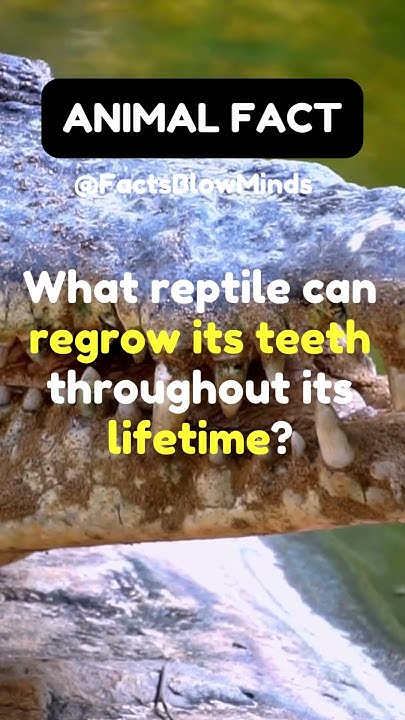 what-reptile-can-regrow-its-teeth-throughout-its-lifetime-animal