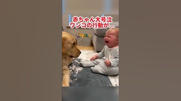 赤ちゃんを泣かせてしまったワンコ🐶驚きの行動が... #海外 #動物
