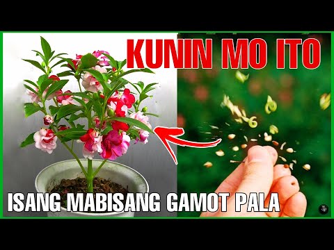 Video: Cranberry - Isang Lunas Upang Mapigilan Ang Pagtanda