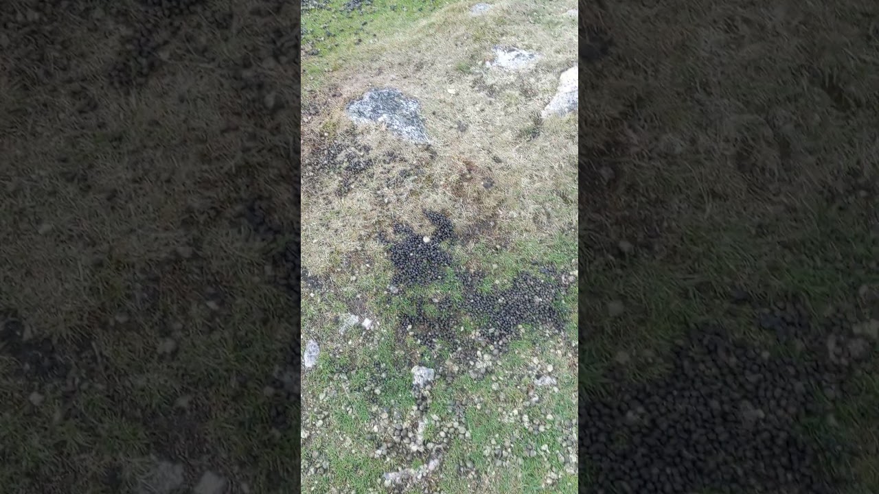 Biggest pile of rabbit droppings EVER!!