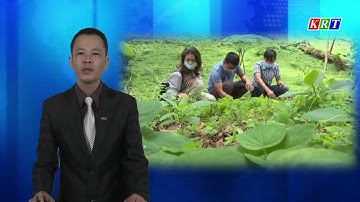 Phát triển vùng dược liệu tập trung trên địa bàn tỉnh