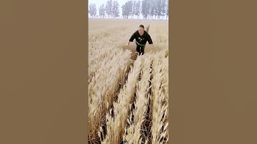 The process of growing peanuts in wheat fields = good tools to increase efficiency