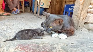 Mother Cat Couldn't Recognize her Own Kitten Because She Lost Her Scent! by Cat Care Squad 16,819 views 6 months ago 8 minutes, 8 seconds