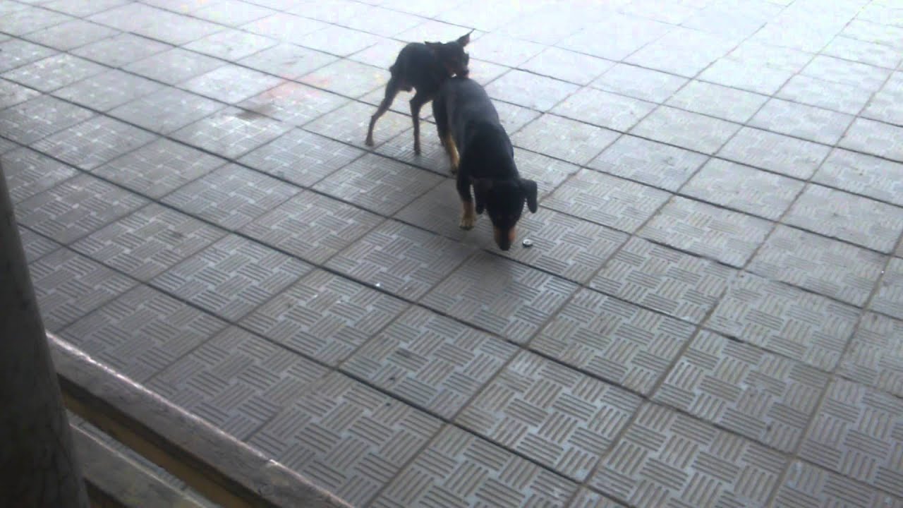 собака ебака - YouTube