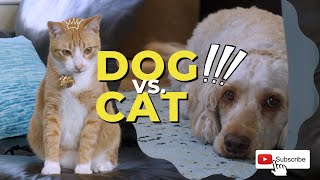 4K CAT and DOG being friends 🐱🐶 by Mr Frodo 2,834 views 1 year ago 1 minute, 49 seconds