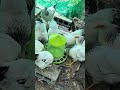 錦鯉のエサを食べる鶏🐔