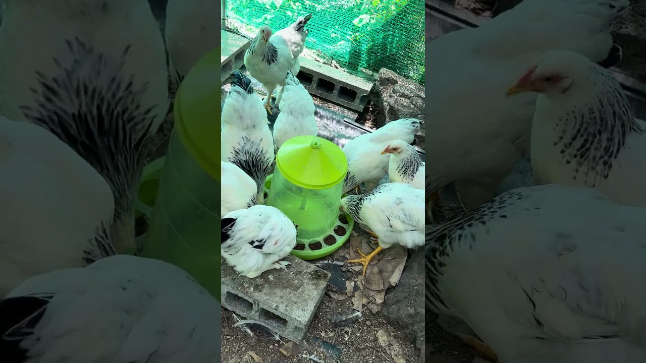 錦鯉のエサを食べる鶏🐔