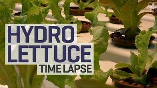 Judds 9-Day Lettuce Grow Time-Lapse @Just4Growers