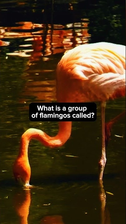 What is the name of a group of flamingos? - YouTube
