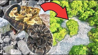 These Hidden Rocky Slopes are LOADED With RATTLESNAKES!