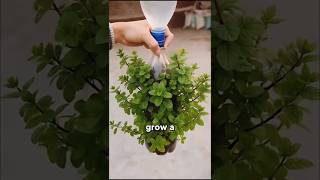Top secret Amazing kitchen Hacks 🍵 😱| Mind Blowing Hacks In Hindi | Random Facts #facts​ #shorts​