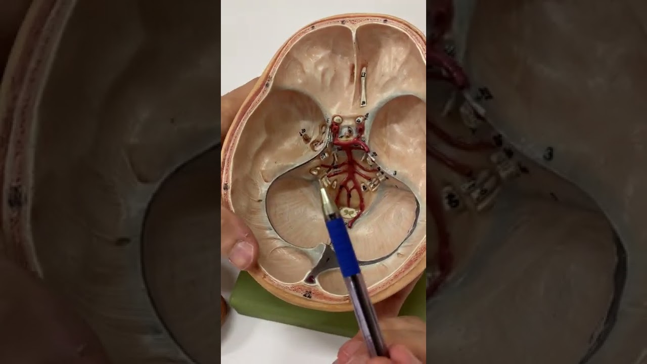 Beyin Zarları Anatomisi 1