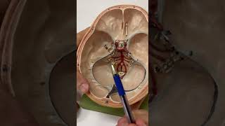 Beyin Zarları Anatomisi 1