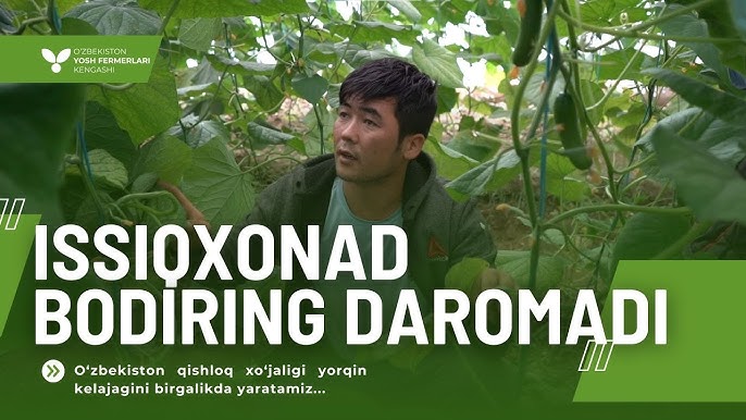 Mushuk va qinning yaqindan suratlari Jinsiy qarindosh va amakivachcha