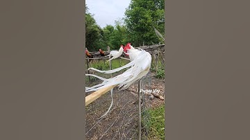 WHITE Bantam Phoenix Qaib Dib #reels #shorts #chicken #gamefowl #ayam #gallos #मुरग़ा #मुर्गा