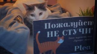 Soulmate — котокафе в Санкт-Петербурге Soulmate — котокафе в Санкт-Петербурге