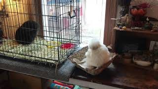 Ms. Meg's Teletherapy Office Tour screenshot 5