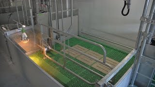Nieuwe Vrijloop-Kraamopfokstal Bij Familie Brummelhuis In Hoge Hexel - Www.pigbusiness.nl