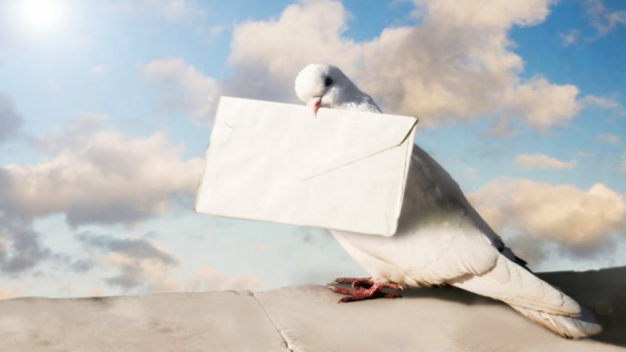 إزاي الحمام الزاجل بيوصل الرسايل؟