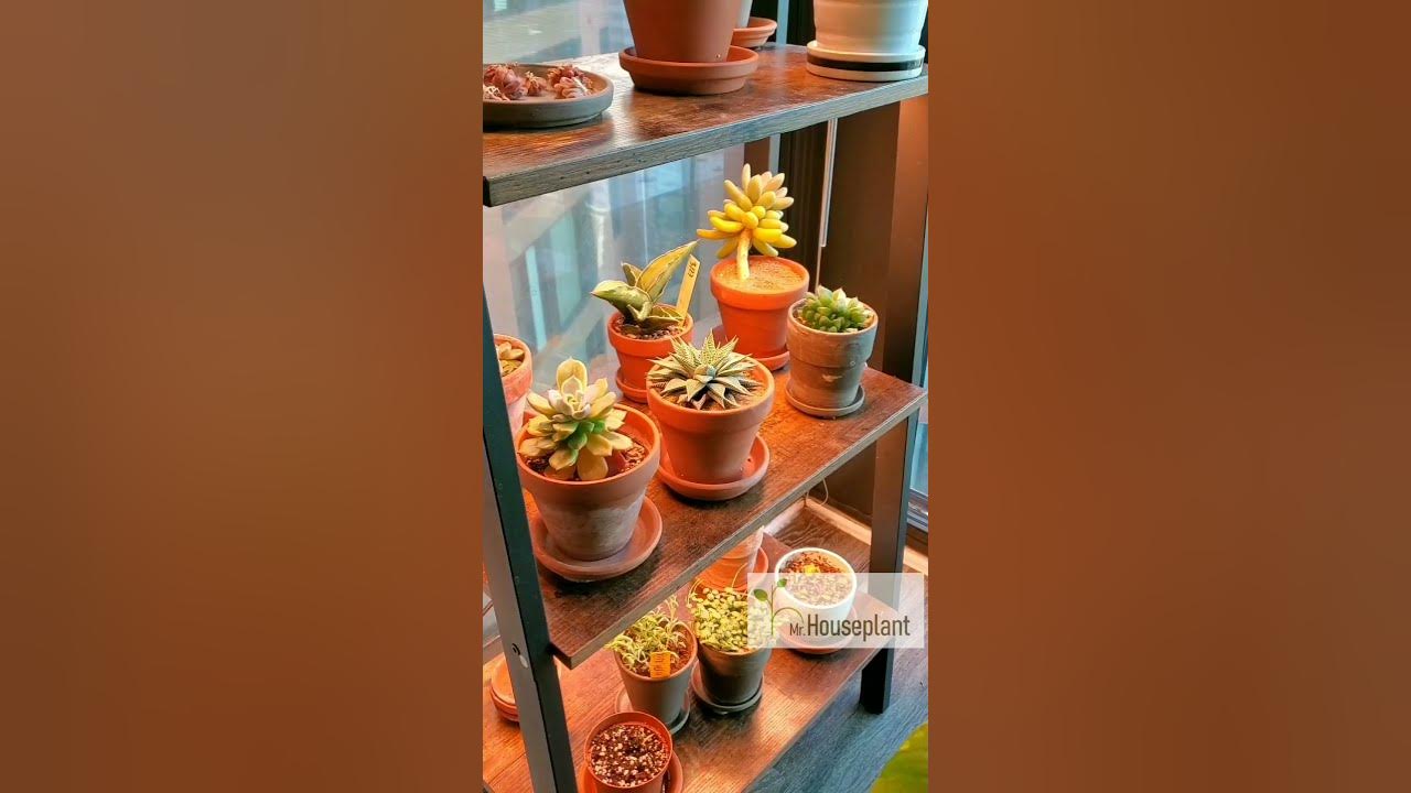 Keep Plants Alive While On Vacation YouTube