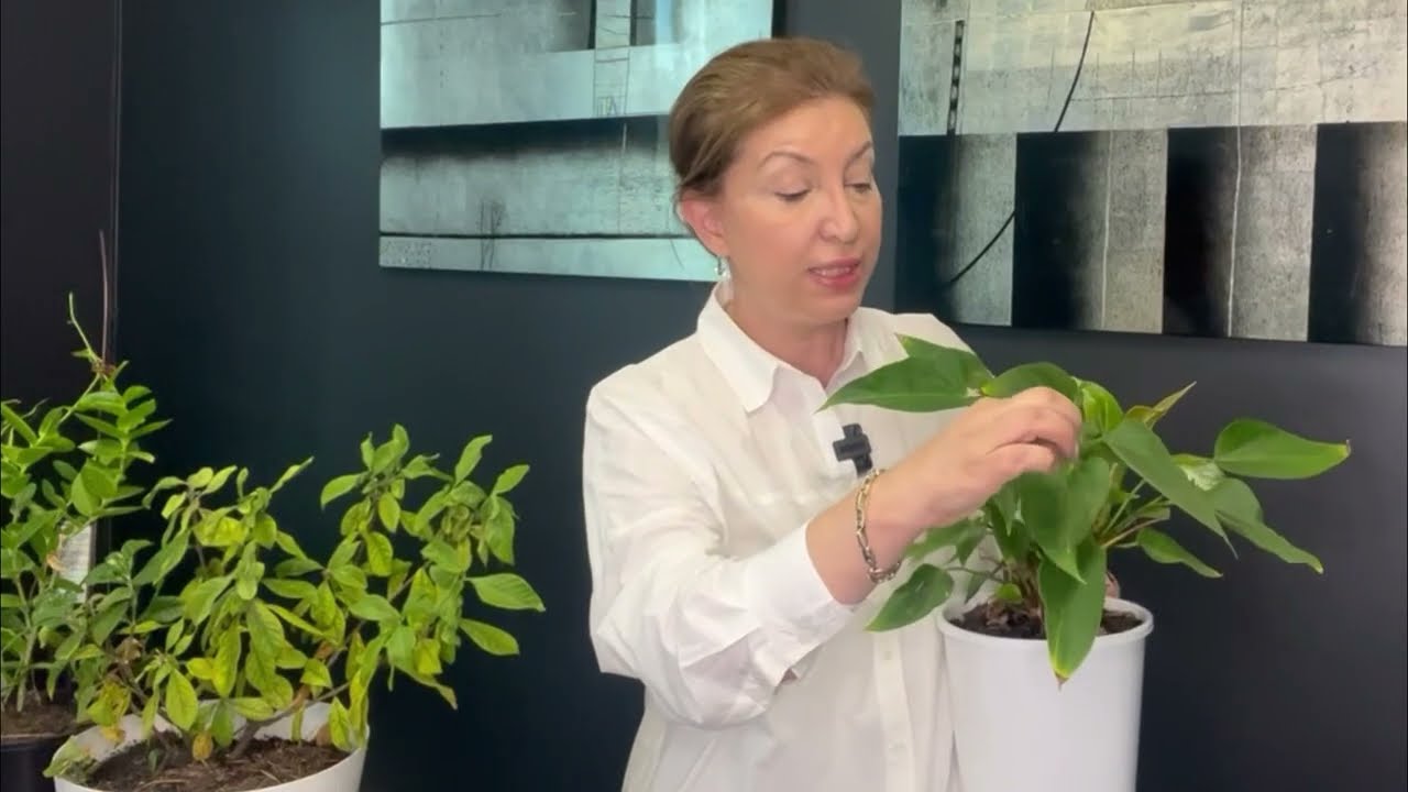 EV YAPIMI PAMUKCUK İLACI-çiçeklerdeki un biti nasıl temizlenir-pamukçuğa kesin çözüm