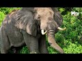 SHUHUDIA TEMBO AKIMSHAMBULI KWA KUMPIGA MTALII MPAKA KUMUUA SHUHUDIA TEMBO AKIMSHAMBULI KWA KUMPIGA MTALII MPAKA KUMUUA