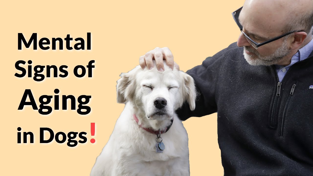 Mental Signs of Aging in Dogs ! (Canine Cognitive Dysfunction Syndrome ...