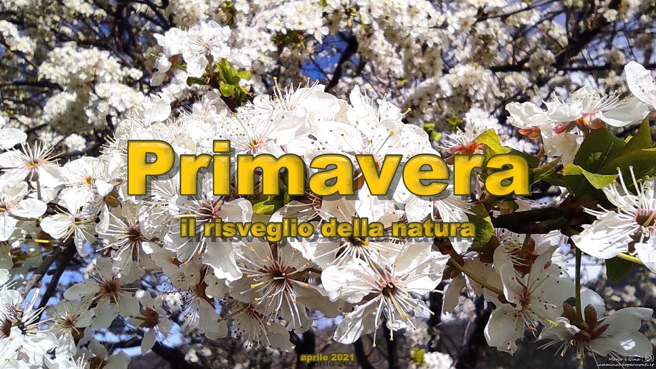 Primavera il risveglio della natura - YouTube