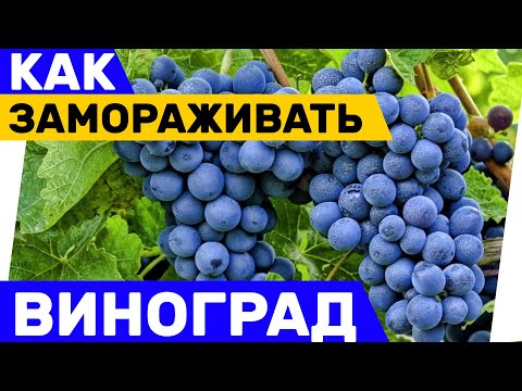 Можно ли замораживать виноград