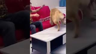 top funniest cats and dogs videos in the world 😻🥰 funny catst and dogs videos #shorts