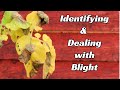 How To Recognise And Deal With Potato Blight Tips Guidance UK How To Recognise And Deal With Potato Blight Tips Guidance UK