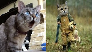 En Komik Kediler Yavru Kediler 5 En Sevimli En Komik En Tatlı En Şirin Yavru Kedi Videoları